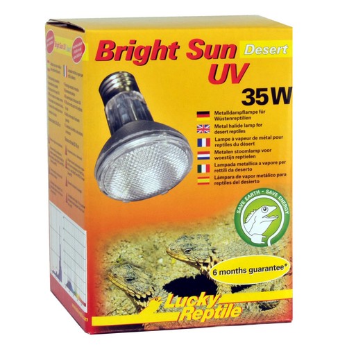 Lucky reptile bright - lucky, sun